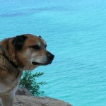 Dog by Pyramid Point Dog by Pyramid Point