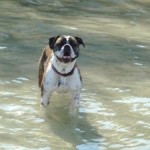 bulldog inthe water