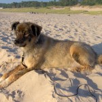 dog on beach dog on beach