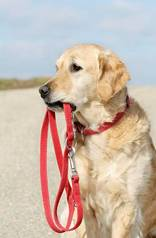 dogwith leash