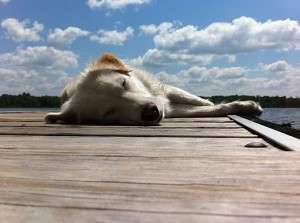 sobieski3doggy