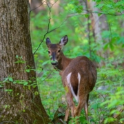 A deer, one of the types of wildlife found in Michigan.