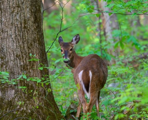 A deer, one of the types of wildlife found in Michigan.